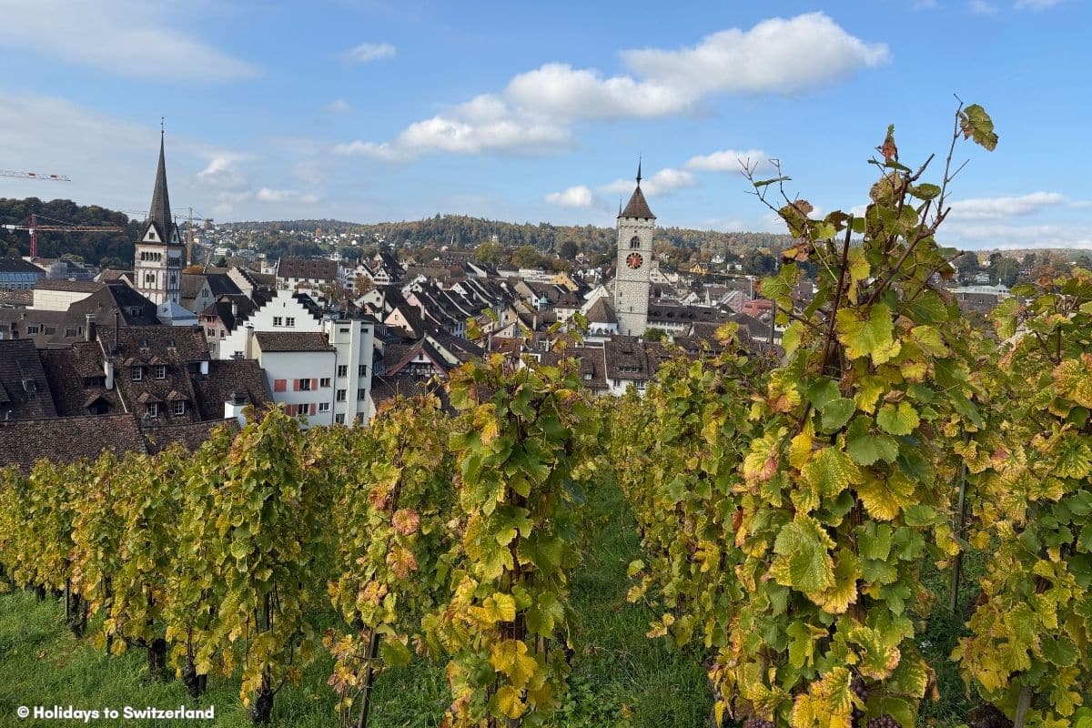 Schaffhausen is surrounded by vineyards
