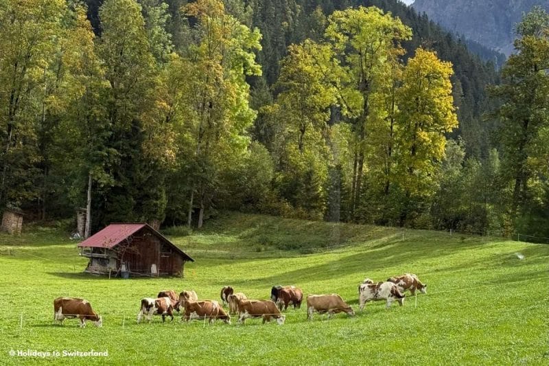 Cattle grazing in front of a wooden hut in Lenk, Switzerland
